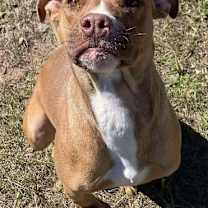 Thumbnail photo of GINGER/URGENT #3