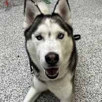 Thumbnail photo of Kota #1