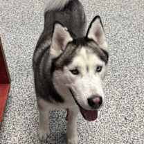 Thumbnail photo of Kota #2