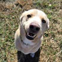 Thumbnail photo of ROVER #2