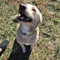 Thumbnail photo of ROVER #4