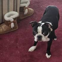 Thumbnail photo of Benny #2