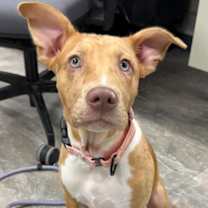 Thumbnail photo of Honor #1