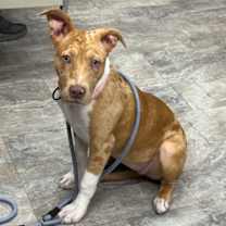 Thumbnail photo of Honor #3