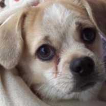 Thumbnail photo of Huggie #1