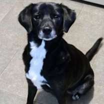 Thumbnail photo of Sadie #1