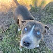 Thumbnail photo of Bobby #2