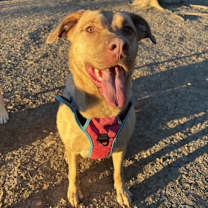 Thumbnail photo of Venus #1