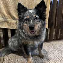 Thumbnail photo of Jax #1