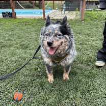 Thumbnail photo of Jax #2