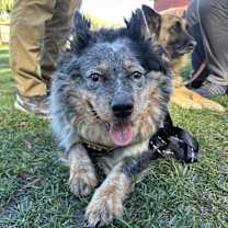 Thumbnail photo of Jax #3