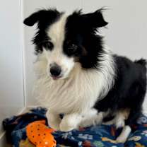 Thumbnail photo of Louie #2