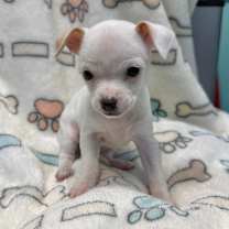 Thumbnail photo of Tilly  #1