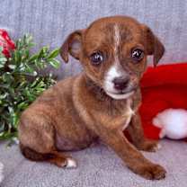 Thumbnail photo of Buddy #1