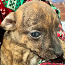 Thumbnail photo of Cindy Lou #2