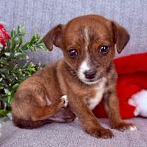 Thumbnail photo of Buddy #4