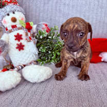 Thumbnail photo of Cindy Lou #4