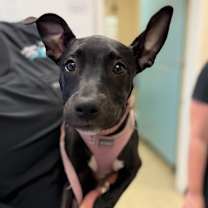 Thumbnail photo of Rowan #3