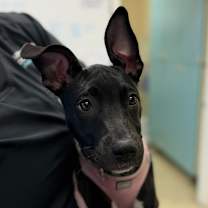 Thumbnail photo of Rowan #4