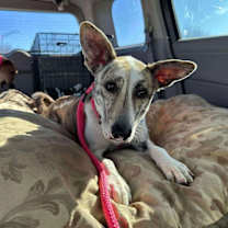 Thumbnail photo of Gilbert #1