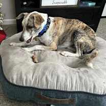 Thumbnail photo of Gilbert #3