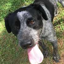 Thumbnail photo of Taz #1