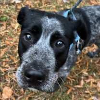 Thumbnail photo of Taz #2