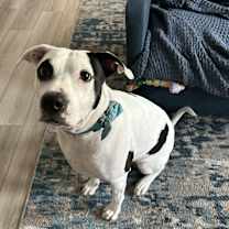 Thumbnail photo of Bandit #3