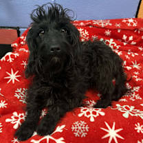 Thumbnail photo of MAXIEN/URGENT #1