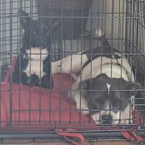 Thumbnail photo of Prince #2