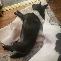 Thumbnail photo of Prince #3