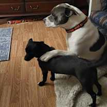 Thumbnail photo of Prince #4