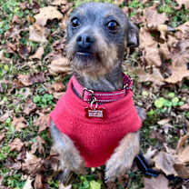 Thumbnail photo of Apache #1