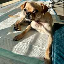 Thumbnail photo of Peanut #4