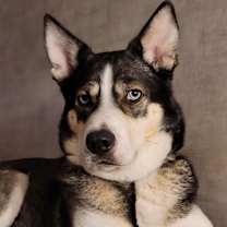 Thumbnail photo of Stella #1