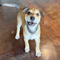 Thumbnail photo of Macadamia #3