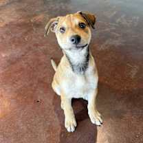 Thumbnail photo of Macadamia #4