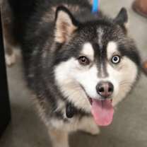 Thumbnail photo of Hachi #2