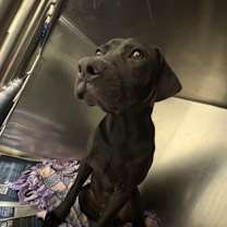 Thumbnail photo of Kilo #1