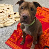 Thumbnail photo of Rudy #1