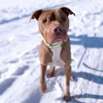 Thumbnail photo of Rudy #2