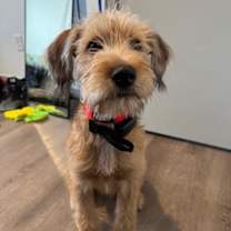 Thumbnail photo of Linus #1