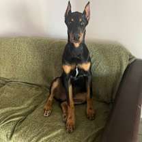 Thumbnail photo of Jaxx #2