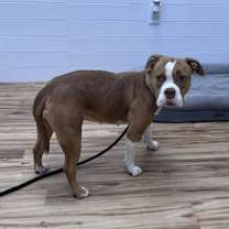 Thumbnail photo of Gorda #3