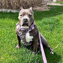 Thumbnail photo of Mula - Home to Home #2