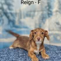 Thumbnail photo of Reign #2