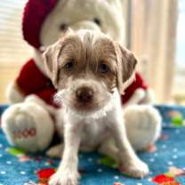 Thumbnail photo of Robin #1