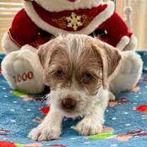 Thumbnail photo of Robin #3