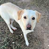 Thumbnail photo of Siba  #4