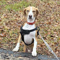 Thumbnail photo of Stout #1